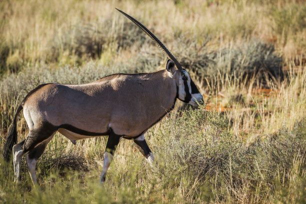 南非Kgalagadi越境公园的南非羚羊图片下载