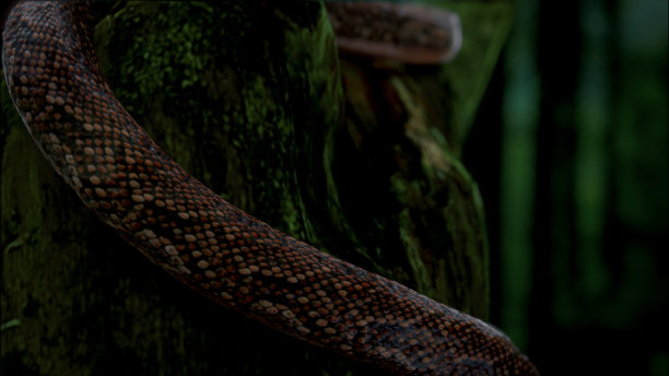 近距离缩放眼镜蛇在树在野外与3d渲染。图片下载