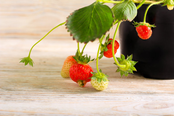 花盆里的草莓图片下载