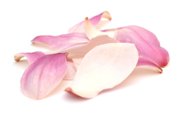 花瓣:白玉兰开白图片下载