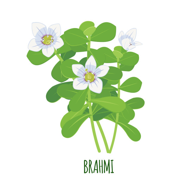 Vector Brahmi Bacopa monnieri icon孤立在白色背景上。图片下载