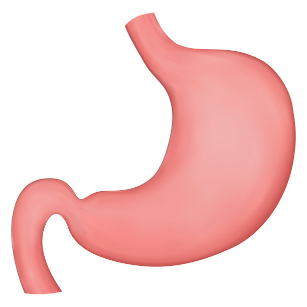 矢量现实的胃的插图。用于医疗手册或教科书的元素。图片下载