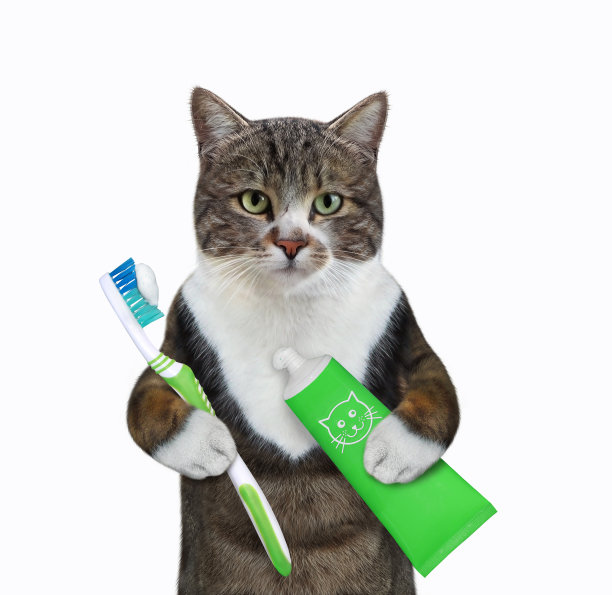 猫在刷他的牙齿图片下载
