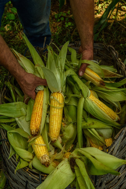 田间蔬菜/城市-玉米地图片下载