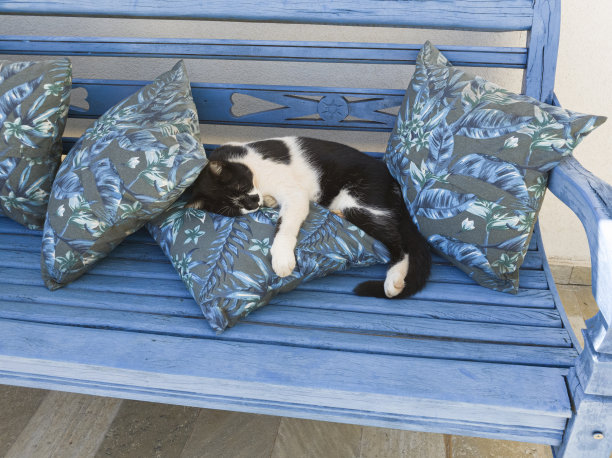 懒惰的猫图片下载