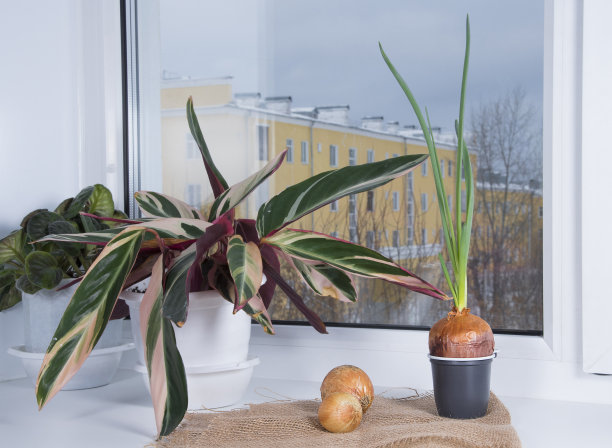 冬天在窗台上发芽的洋葱。带芽的洋葱，室内开花。在家里种植青葱。图片下载