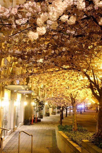 花隧道图片下载