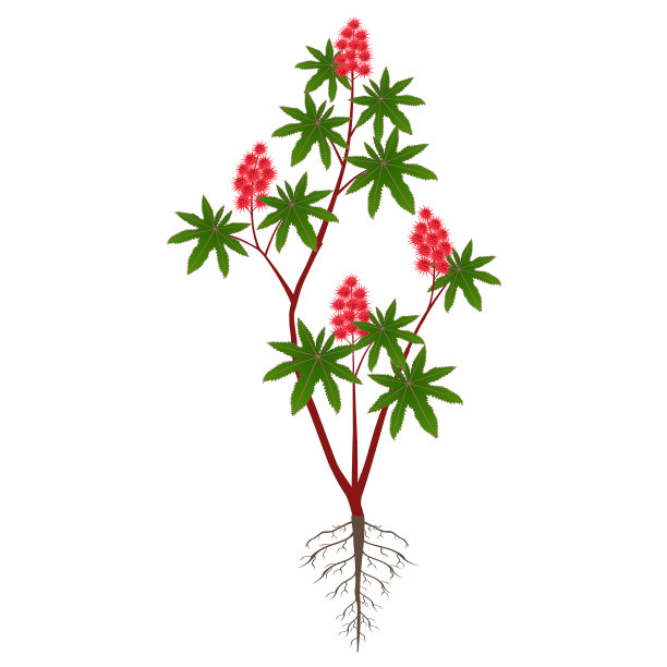 蓖麻灌木，有果实和根图片下载