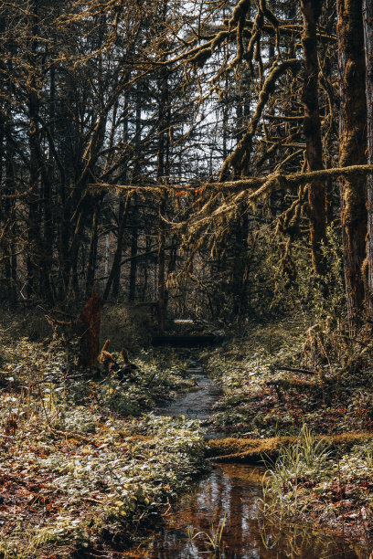 森林中的小溪图片下载