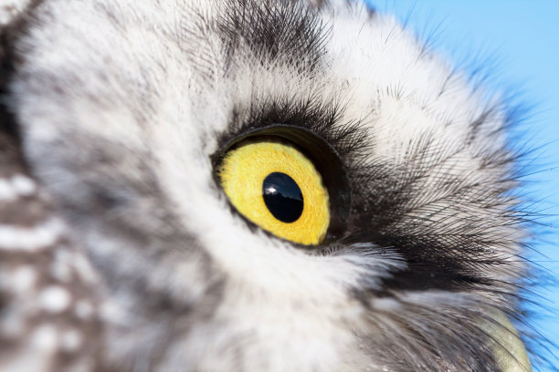 北方猫头鹰图片下载