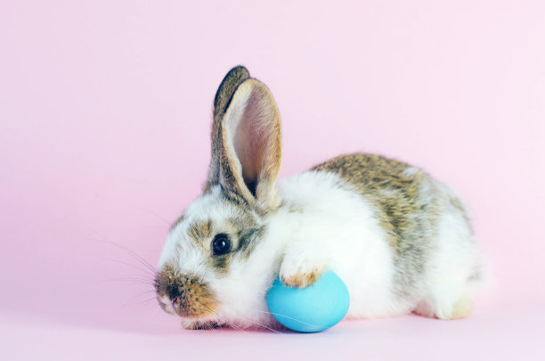 粉色背景的复活节兔子和一个蓝色的复活节彩蛋。图片下载
