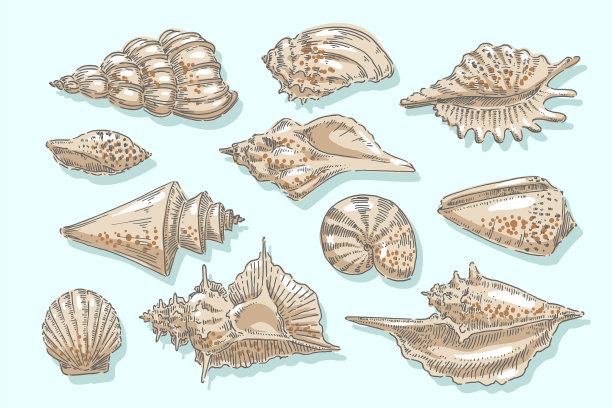 海贝壳贝壳海洋软体动物贝类航海图片下载