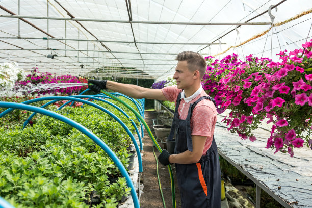 花店用软管给温室里不同颜色的花浇水图片下载