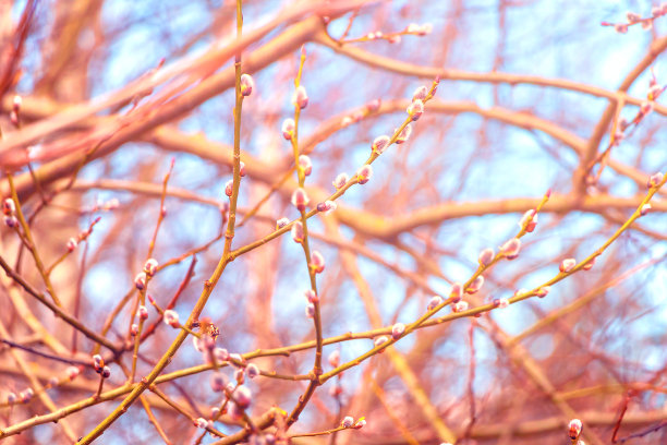 褪色柳。图片下载