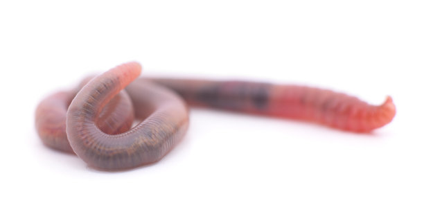 一个滑蠕虫。图片下载