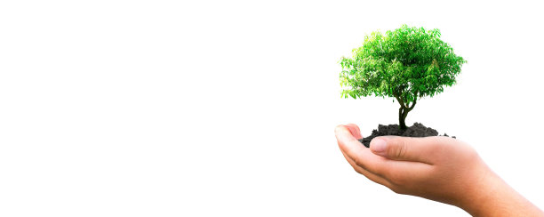 在白色的背景下，人们的手握着一棵树图片下载