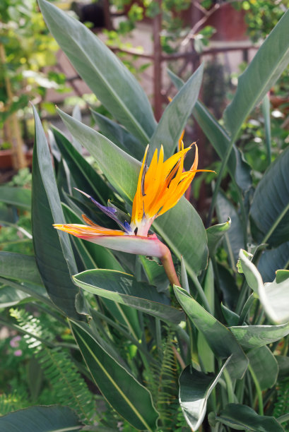 近景苍井草或天鸟植物黄色花蕾在绿叶背景上图片下载