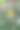近景苍井草或天鸟植物黄色花蕾在绿叶背景上图片下载