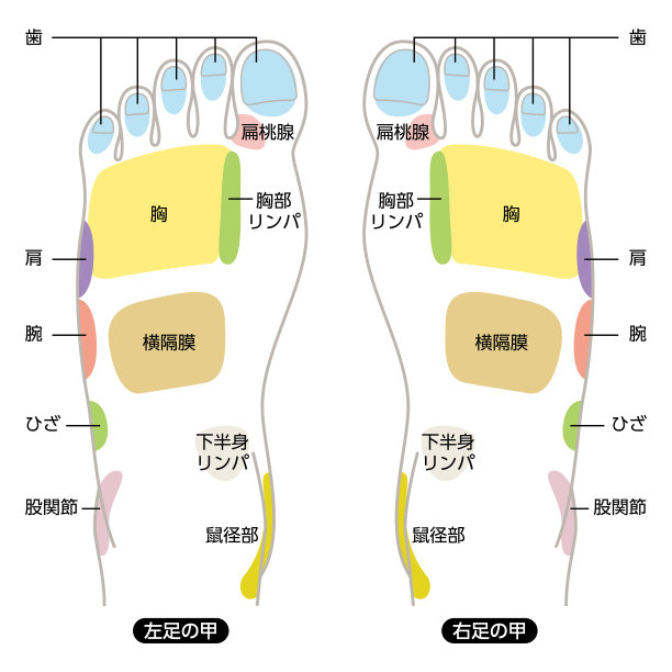 足底按摩穴位的反射区、按摩标志和彩色穴位图片下载