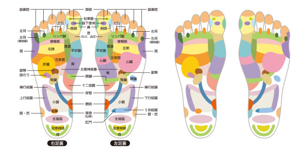 足底按摩穴位的反射区、按摩标志和彩色穴位图片下载