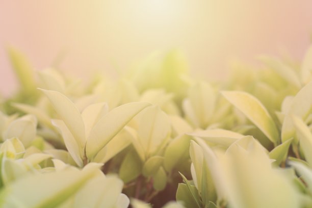 园林中自然叶片的图案选择焦点。图片下载