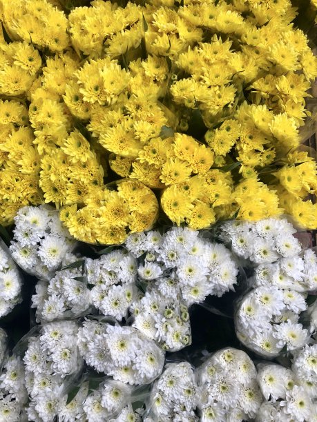 黄色和白色的普通雏菊出售图片下载