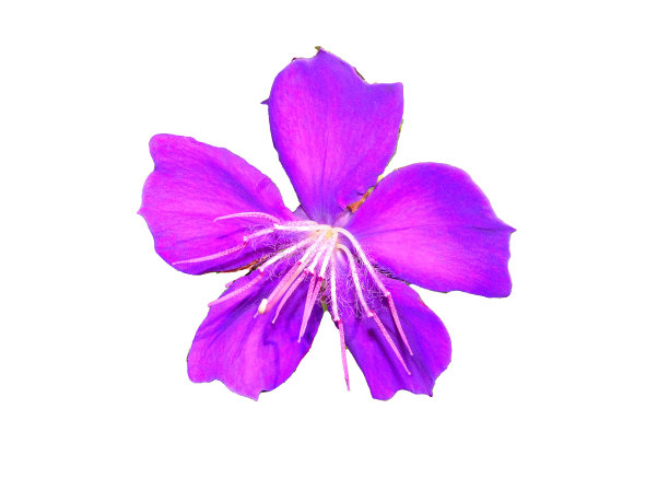 从一朵紫色的花上剪下来图片下载