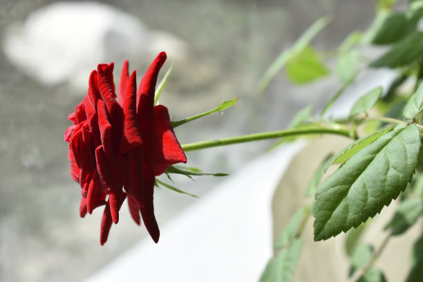 公寓窗台上的室内红玫瑰图片下载