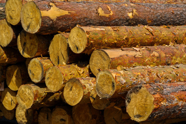 圆形的日志。很多砍下来的木头。图片下载