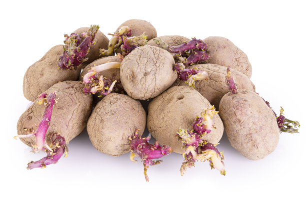 发芽的马铃薯孤立在白色背景上图片下载