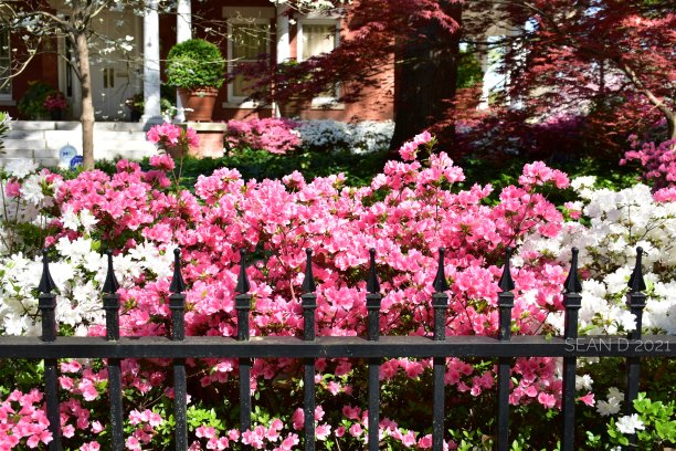 春天里鲜艳的花朵图片下载