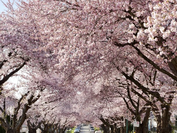 曙太郎樱花图片下载