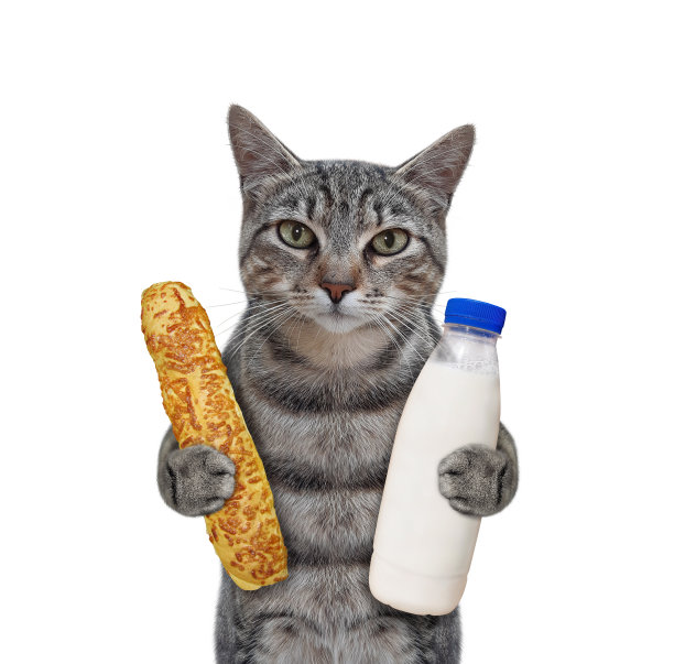 猫灰色的奶酪面包和一瓶牛奶图片下载