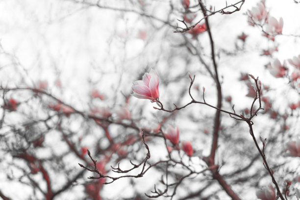 红黑玉兰花图片下载