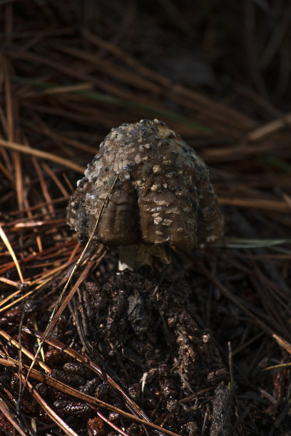 腐蝇木耳菌(白毒伞菌)蘑菇图片下载