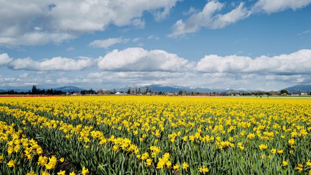 斯卡吉特山谷郁金香节图片下载