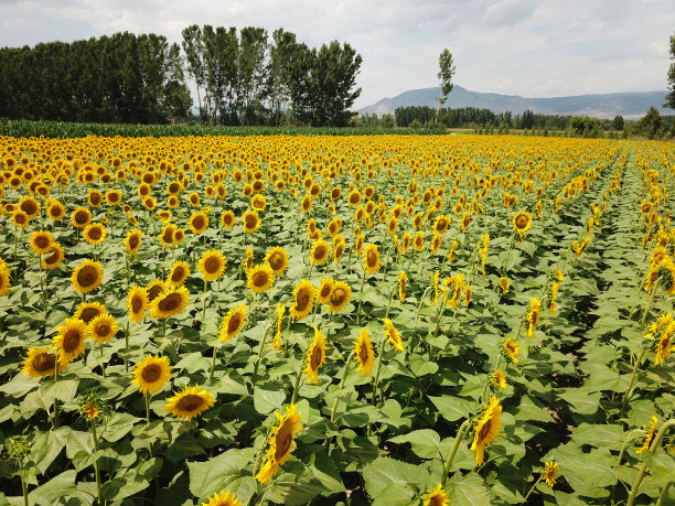鸟瞰图的向日葵田图片下载