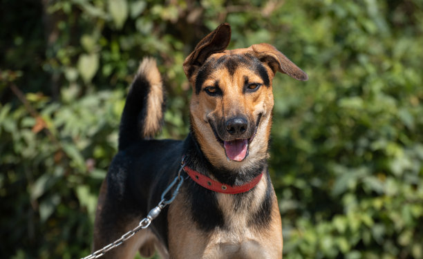 一只年轻的德国牧羊犬和它的主人沿着湖边的小路散步。总是竖起一只耳朵听，狗拴在皮带上时进行服从训练。忠诚甜蜜的伴侣概念照片。图片下载