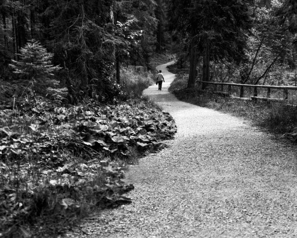 一位老妇人在树林里散步——意大利的特伦蒂诺-上阿迪杰图片下载