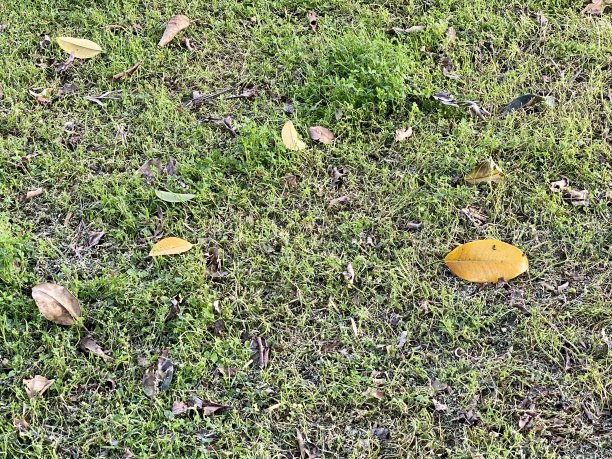 草坪上枯黄的叶子图片下载