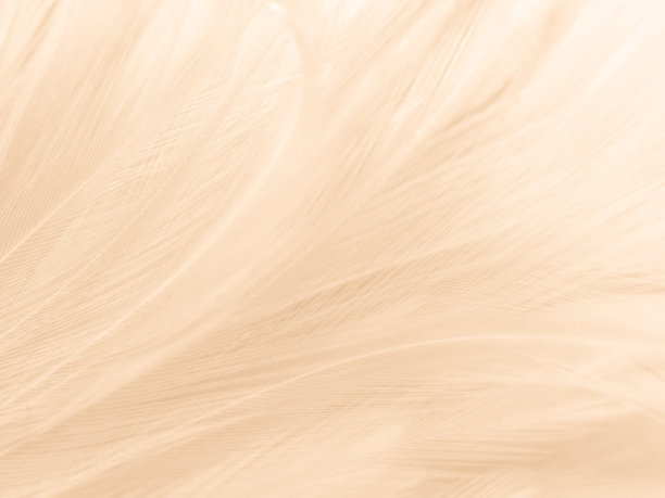 美丽抽象的白色和棕色羽毛上的白色背景和柔软的黄色羽毛纹理上的白色图案和黄色背景，羽毛背景，金色羽毛横幅，棕色纹理图片下载