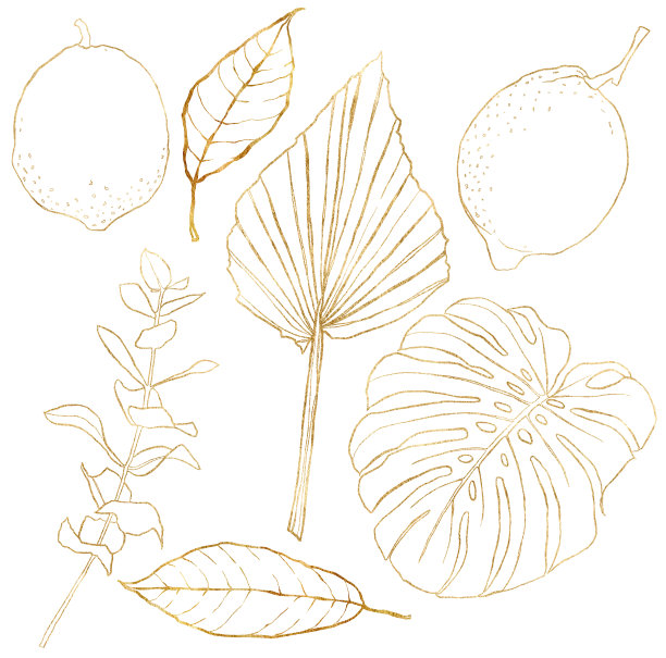 水彩花套金棕榈叶，桉树枝和柠檬。手绘线艺术植物孤立的白色背景。植物插图设计，印刷，织物或背景。图片下载