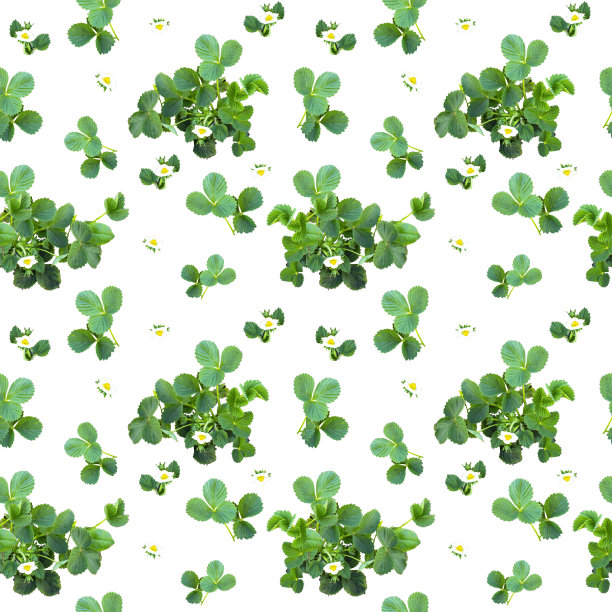 图案美观无缝草莓丛，可作为水果的包装。图片下载