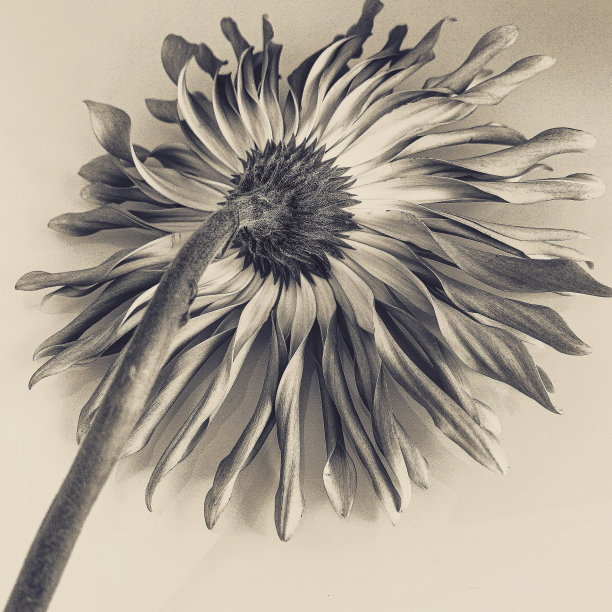 单朵花的全帧镜头图片下载