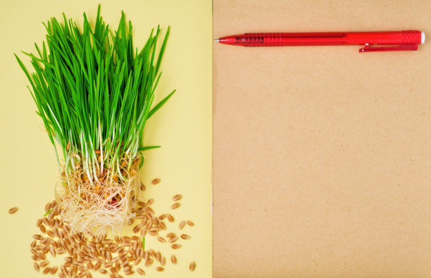 小麦和谷物的根和芽在背景上，俯视图。萌发种子的理念，促进营养和健康的微型绿色植物。天然素食。平躺，用来做笔记的记事本图片下载
