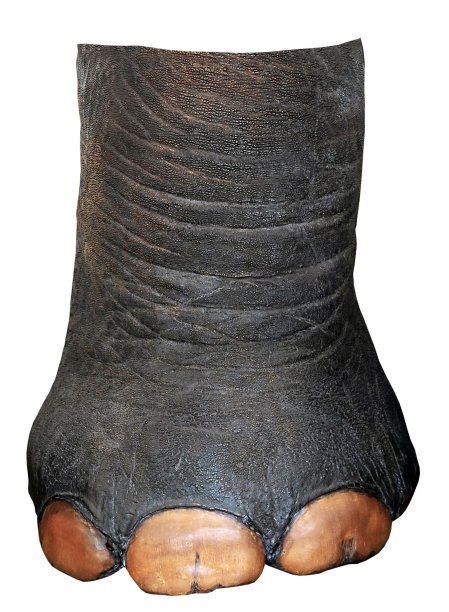 大象的脚图片下载