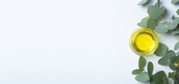 桉树油横幅背景。桉树叶和油作为化妆品和药物的基础图片下载