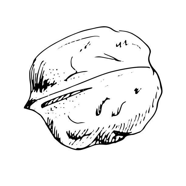 蛋壳里的核桃的手绘素描。矢量插图。图片下载