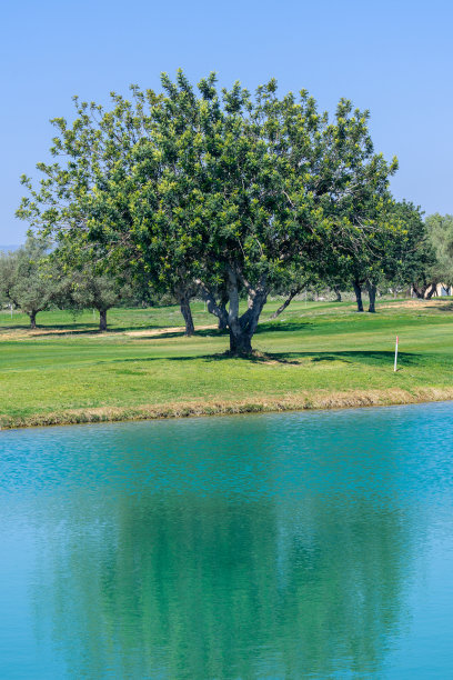 高尔夫球场上的一棵美丽的角豆树图片下载