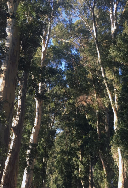 森林和绿色的松树在自然界图片下载